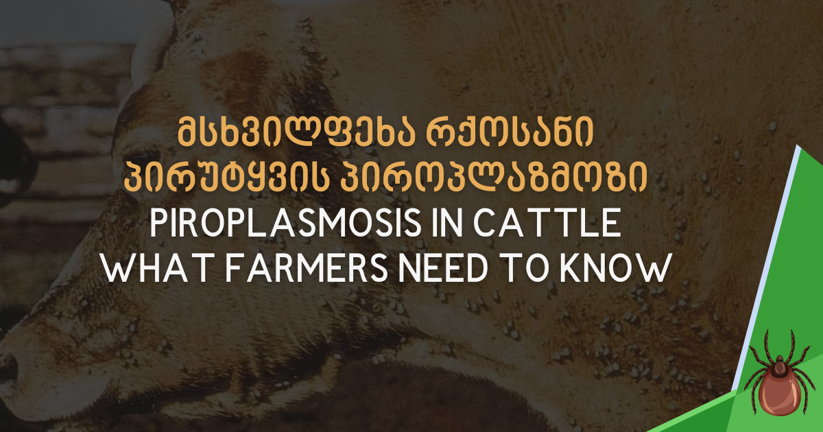 Piroplasmosis in Cattle: What Every Farmer Should Know